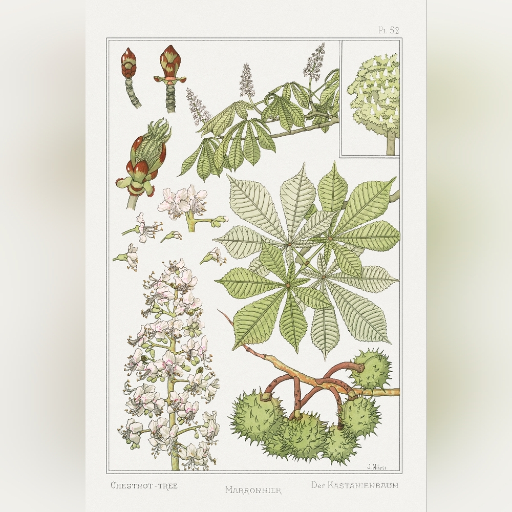 Botanical Chestnut Tree Art Print